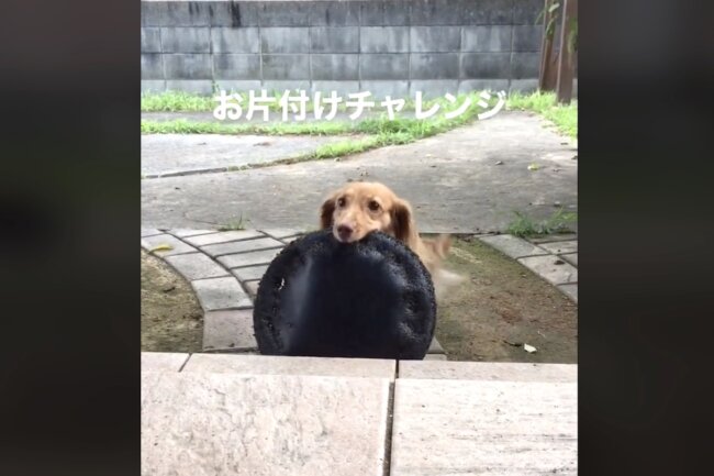 ダックスフンド,動画