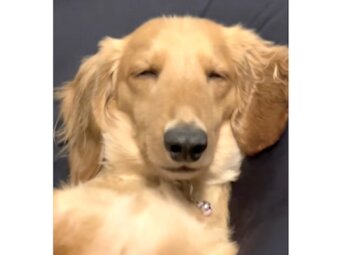 ダックスフンド,動画