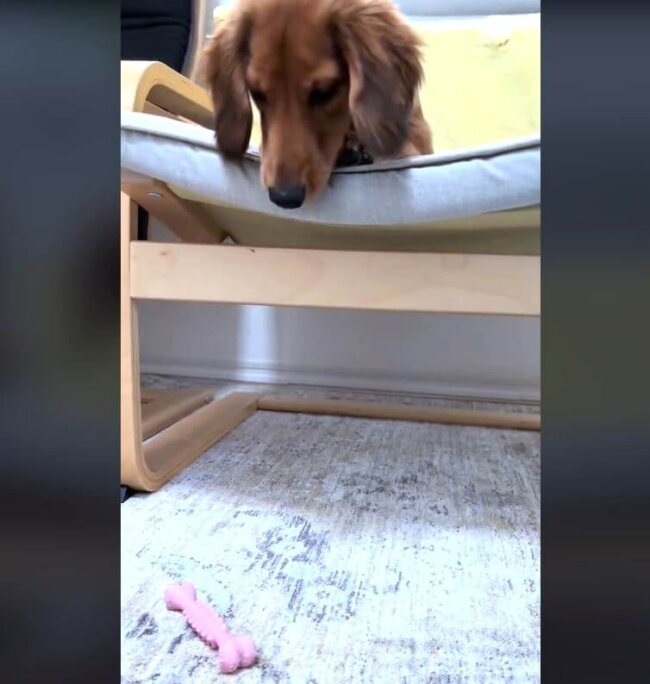 ダックスフンド,動画