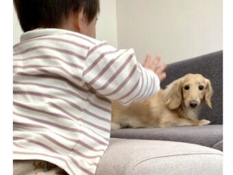 ダックスフンド,動画