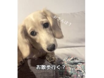 ダックスフンド,動画