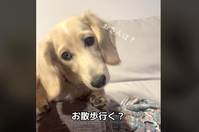 ダックスフンド,動画