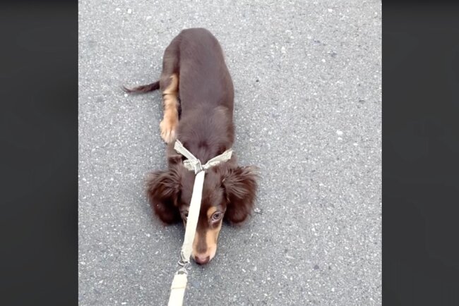 ダックスフンド,動画