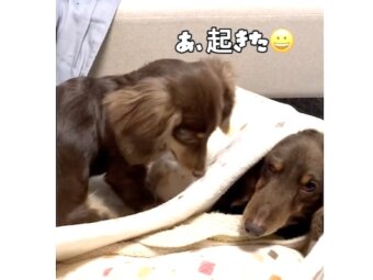 ダックスフンド,動画