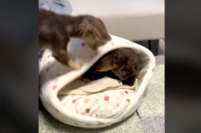 ダックスフンド,動画