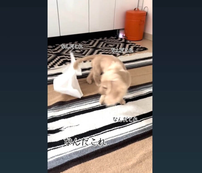 ダックスフンド,動画