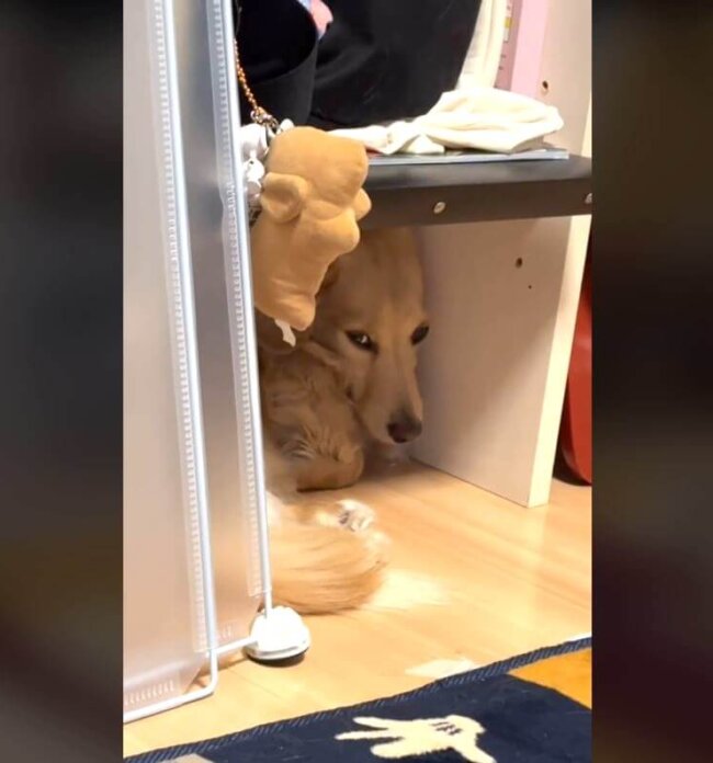 ダックスフンド,動画