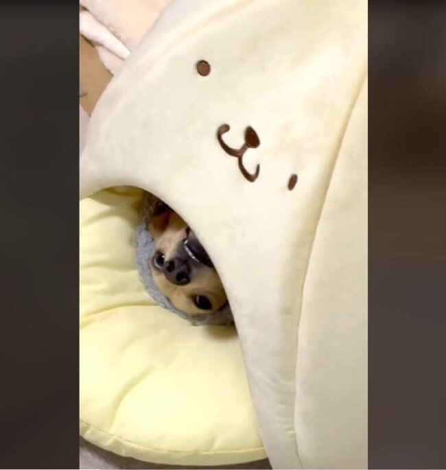 ダックスフンド,動画