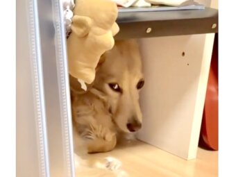 ダックスフンド,動画