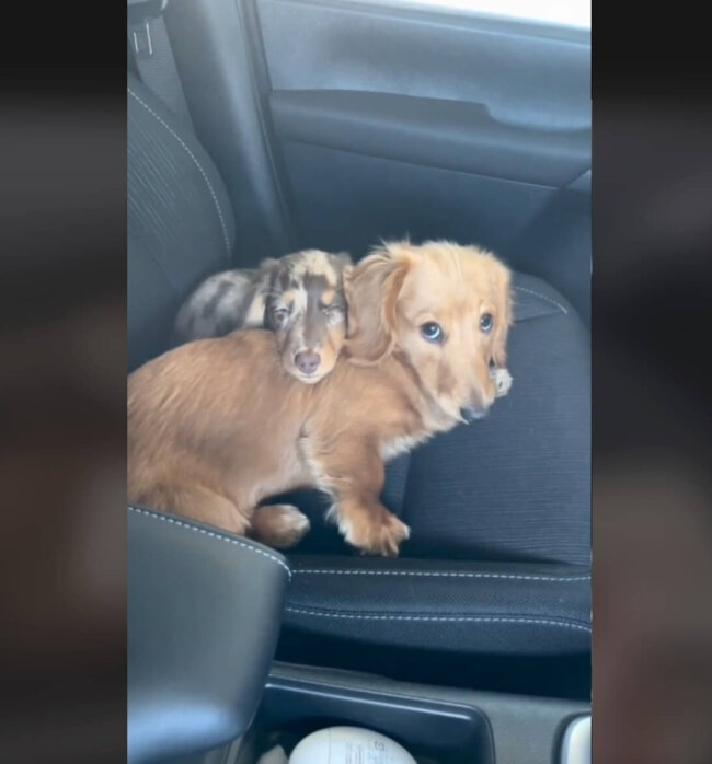 ダックスフンド,動画