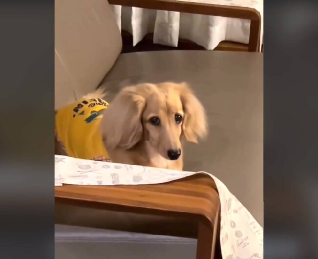 ダックスフンド,動画