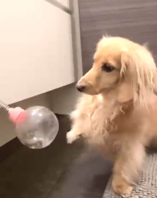 ダックスフンド,動画