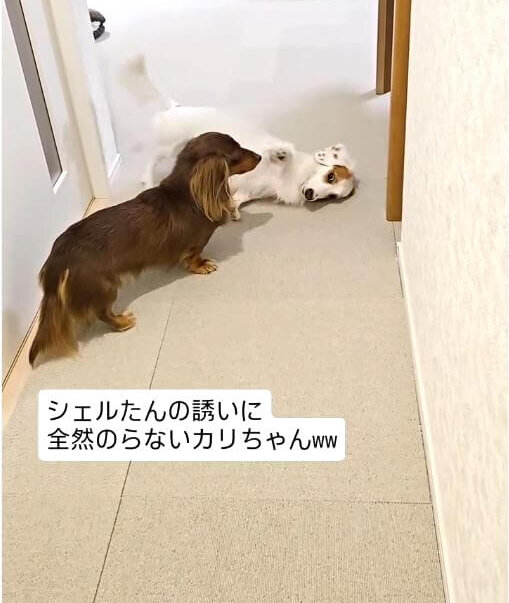 ダックスフンド,動画