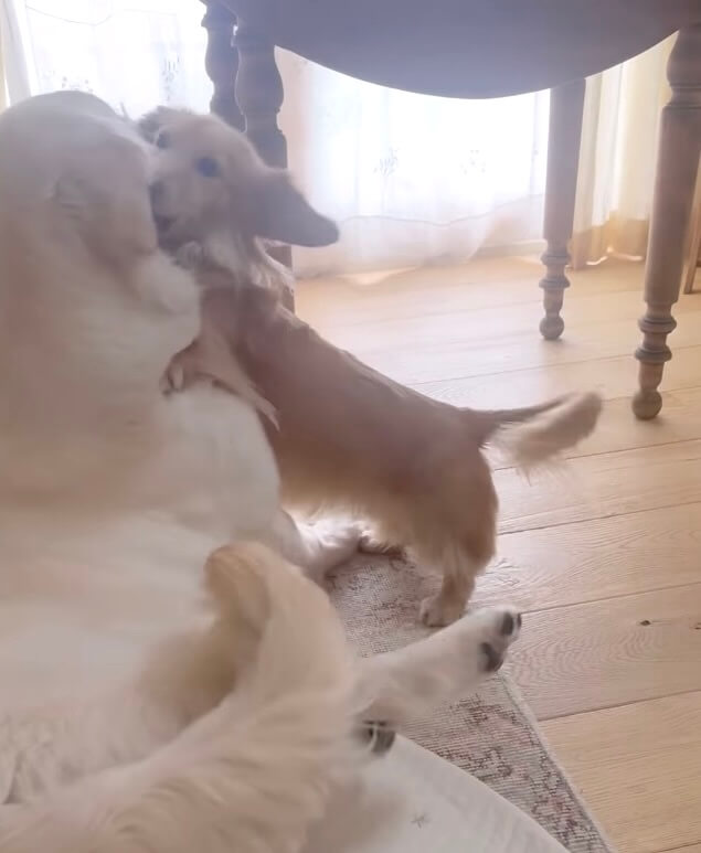 ダックスフンド,動画