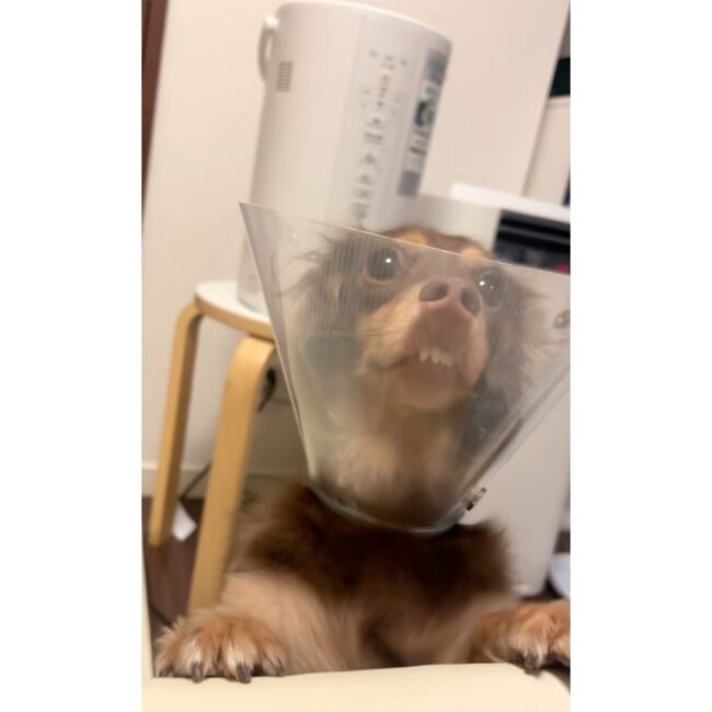 ダックスフンド,動画