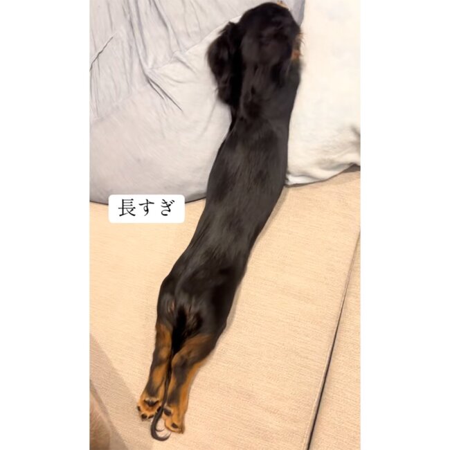 ダックスフンド,動画