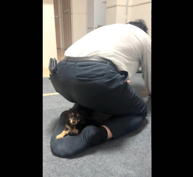 ダックスフンド,動画