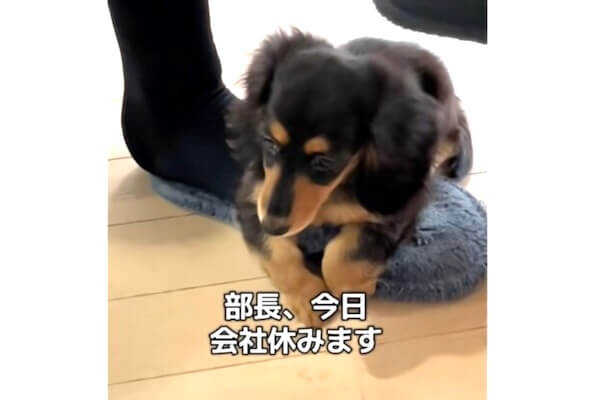 部長、今日会社休みます】ダックスの引き止めが最強すぎて、これは出勤