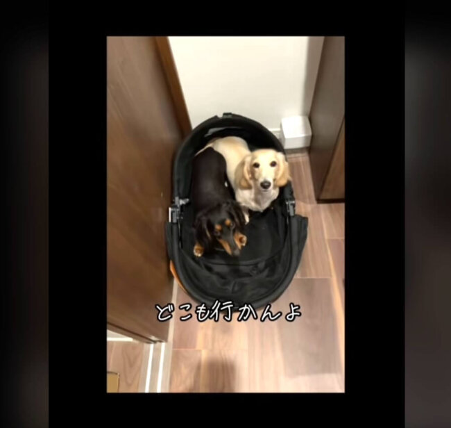 ダックスフンド,動画