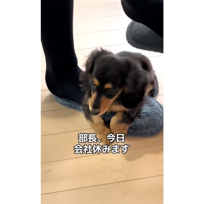 ダックスフンド,動画