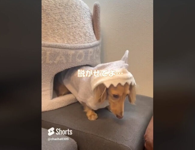 ダックスフンド,動画