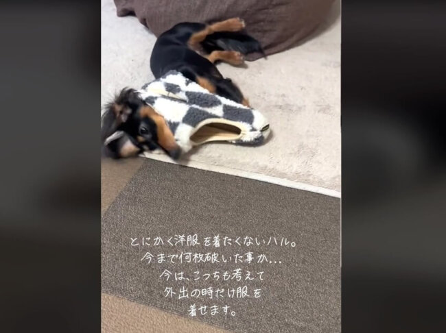 ダックスフンド,動画