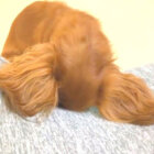 ダックスフンド,動画