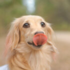 ダックスフンド