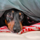 ダックスフンド,病気