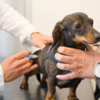 ダックスフンド,病気