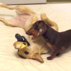 ダックスフンド,動画