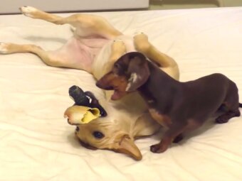 ダックスフンド,動画
