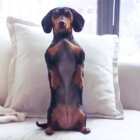 ダックスフンド,Instagram