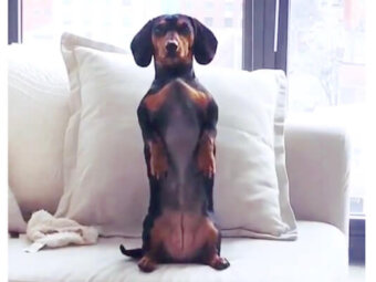 ダックスフンド,Instagram