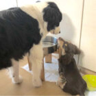 ダックスフンド,Instagram