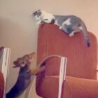 ダックスフンド,猫