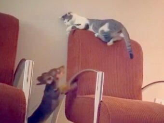 ダックスフンド,猫