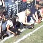 ダックスフンド,動画