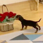 ダックスフンド,動画