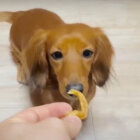 ダックスフンド,動画