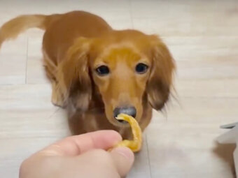 ダックスフンド,動画