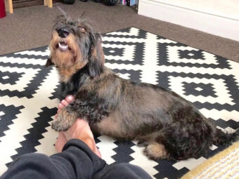 ダックスフンド,動画