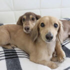 ダックスフンド,多頭飼い