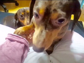 ダックスフンド,動画