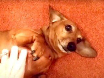 ダックスフンド,動画