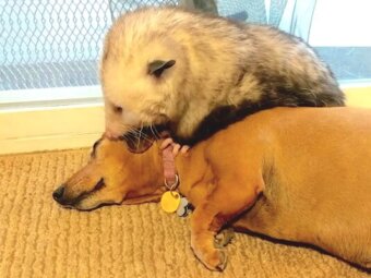 ダックスフンド,動画