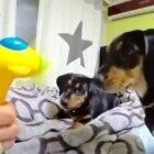 ダックスフンド,動画
