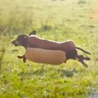 ダックスフンド,動画