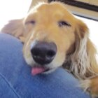 ダックスフンド,動画