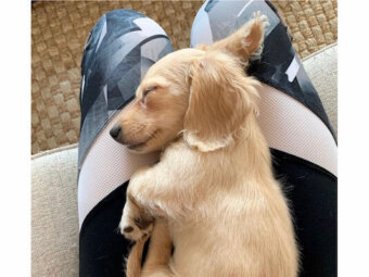 ダックスフンド,Instagram